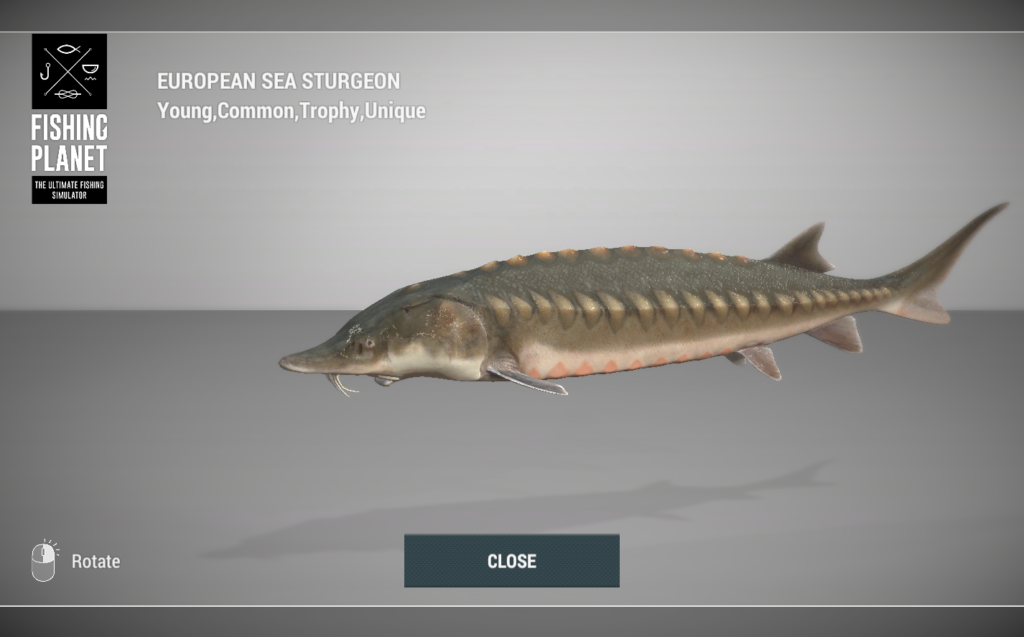 European Sea Sturgeon 3D model in Fishing Planet at Skarland Fjord