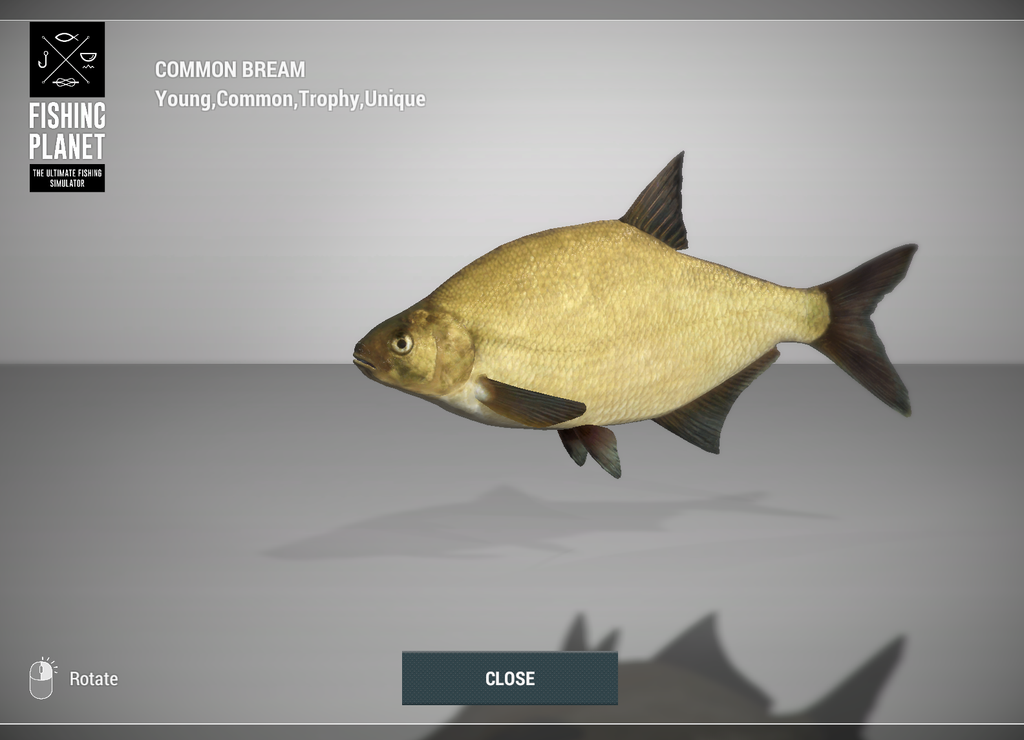 Common Bream 3D model in Fishing Planet at Weeping Willow Fisheries