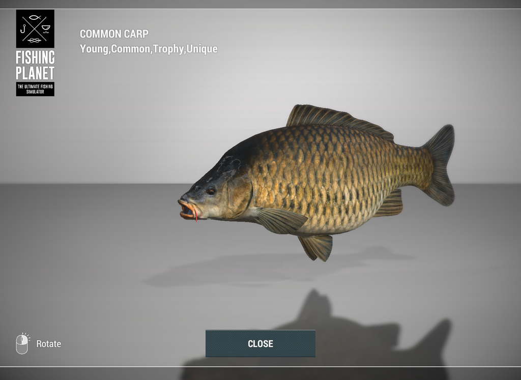 Common Carp 3D model in Fishing Planet at Weeping Willow Fisheries
