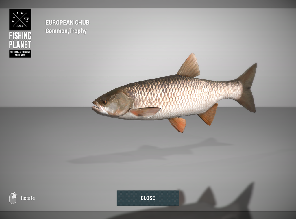 European Chub 3D model in Fishing Planet at Weeping Willow Fisheries