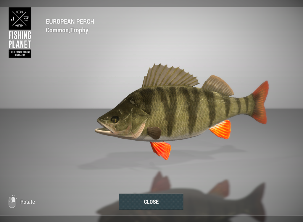 European Perch 3D model in Fishing Planet at Weeping Willow Fisheries