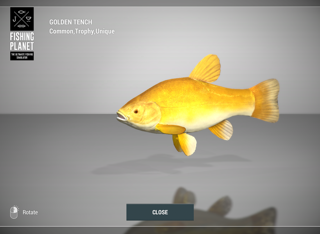 Golden Tench 3D model in Fishing Planet at Weeping Willow Fisheries