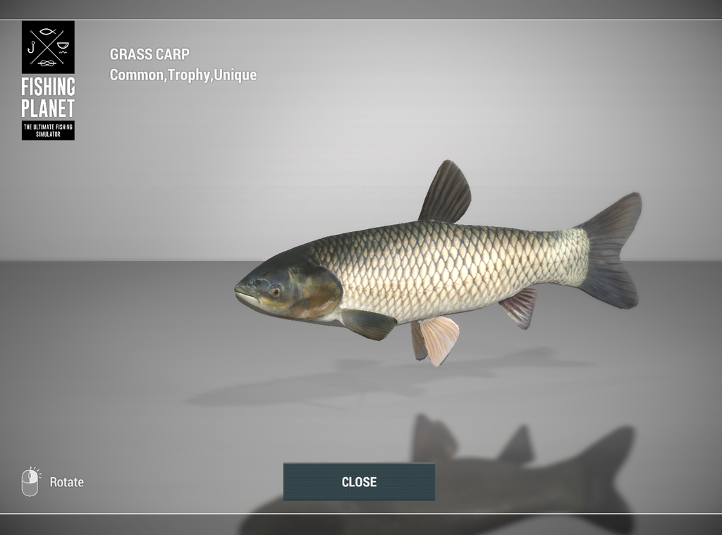 Grass Carp 3D model in Fishing Planet at Weeping Willow Fisheries
