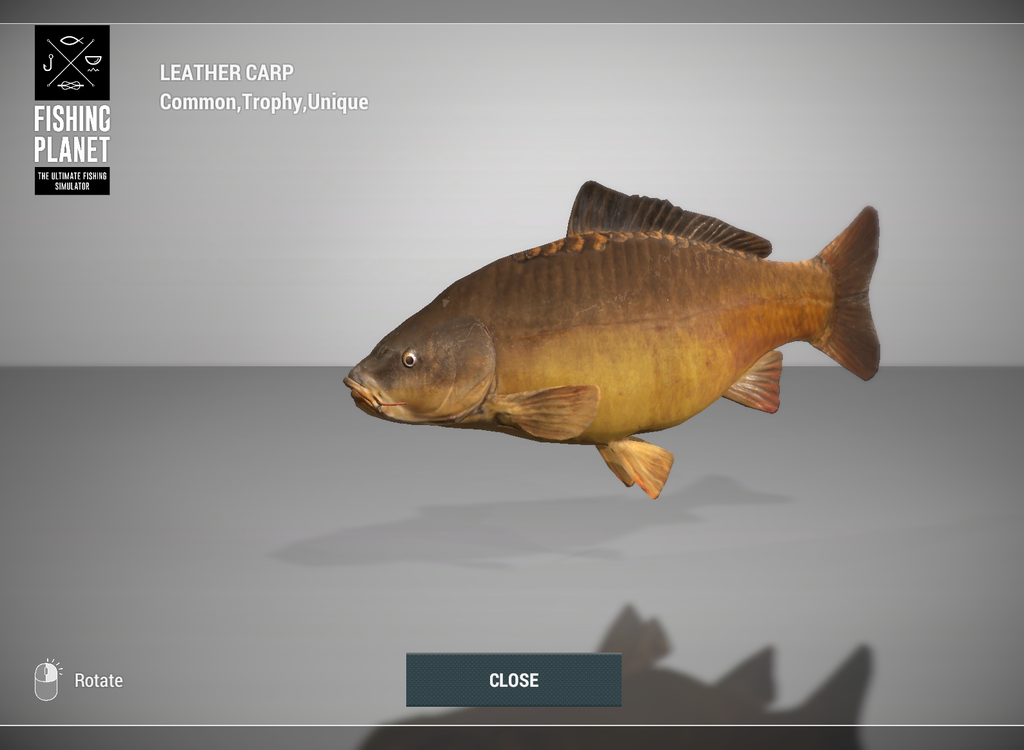Leather Carp 3D model in Fishing Planet at Weeping Willow Fisheries