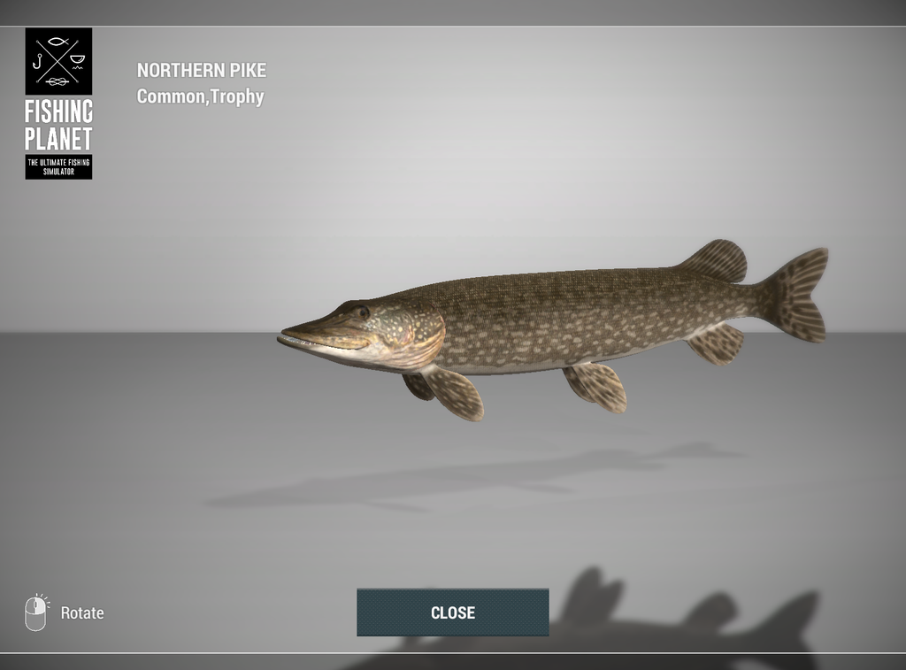 Northern Pike 3D model in Fishing Planet at Weeping Willow Fisheries