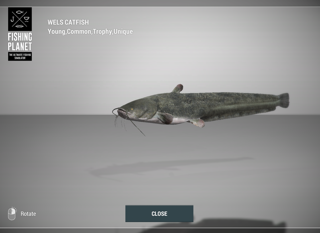 Wels Catfish 3D model in Fishing Planet at Weeping Willow Fisheries