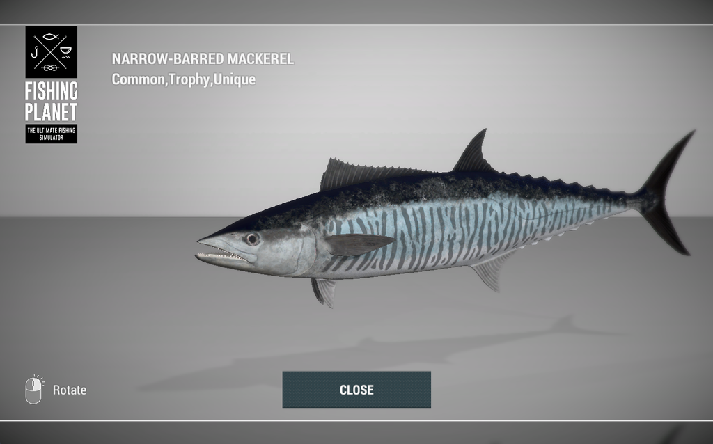 Narrow-Barred Mackerel 3D model in Fishing Planet at Kaiji No Ri