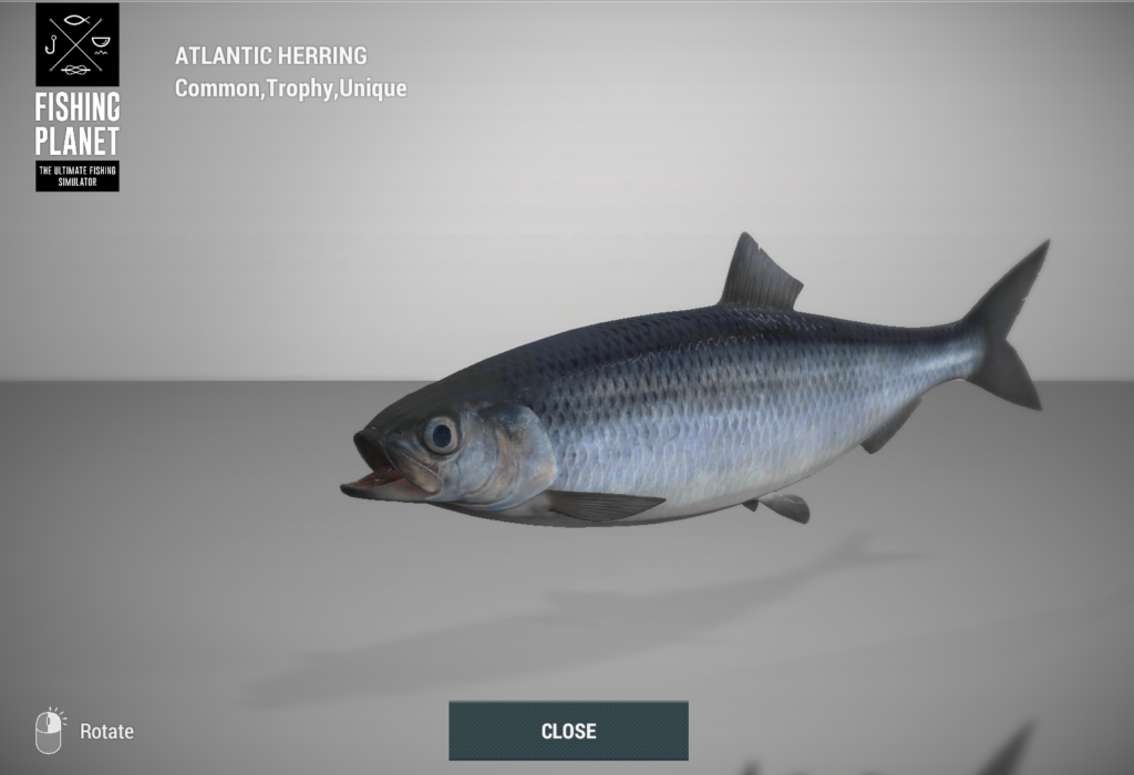 Atlantic Herring 3D model in Fishing Planet at Skarland Fjord