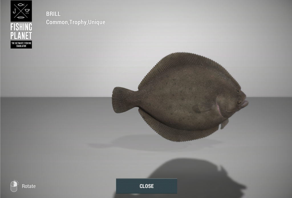 Brill flatfish 3D model in Fishing Planet at Skarland Fjord