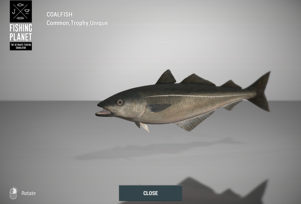 Coalfish pollock 3D model in Fishing Planet at Skarland Fjord