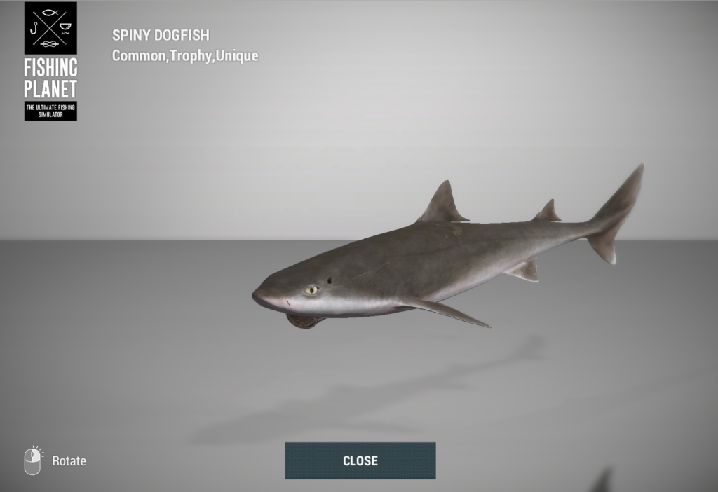 Spiny Dogfish small shark 3D model in Fishing Planet at Skarland Fjord